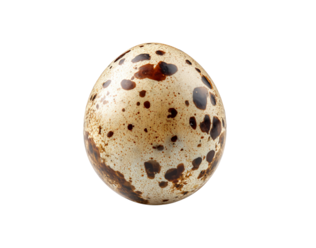 Speckled Quail Egg isolated on a transparent background 2