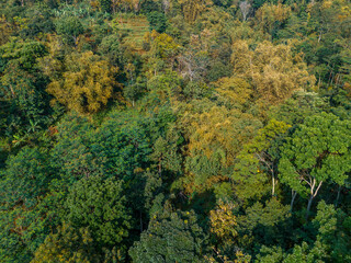 Fototapeta premium Aerial view of dense tropical forest with lush green trees and golden foliage in daylight. Natural jungle texture showing vibrant vegetation, biodiversity, and rich ecosystem