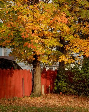 Autumn color in Dunkirk, New York