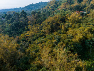 Aerial view of dense tropical forest with lush green trees and golden foliage in daylight. Natural jungle texture showing vibrant vegetation, biodiversity, and rich ecosystem