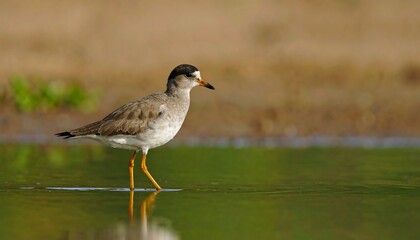 Fototapeta premium Small shorebird with a black cap wading in water