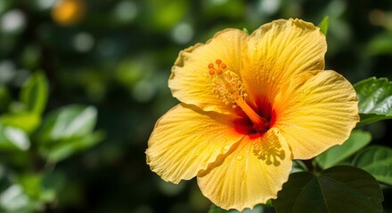 Yellow Hibiscus Blossom in the Sunlight: Capturing the vibrant beauty of a sun-kissed yellow hibiscus flower, the image unveils intricate details and the pure essence of nature's beauty.
