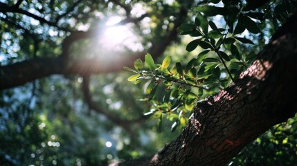 Obraz premium A close-up view of lush green leaves and a tree branch, illuminated by sunlight filtering through the foliage, creating a serene and vibrant atmosphere.