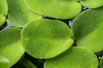 Macro Close-up of Green Floating Aquatic Plant Leaves
