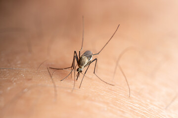 Macro Close-up of a Mosquito Biting Human Skin