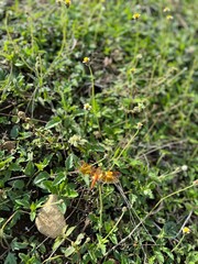 Golden dragonfly perched on green grass in sunny meadow, symbolizing lightness and transformation.