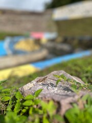 Macro of brown grasshopper sitting on stone near canal with blurred colorful background.