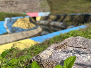 Close-up of small grasshopper resting on rock beside canal wall, blending into natural surroundings.