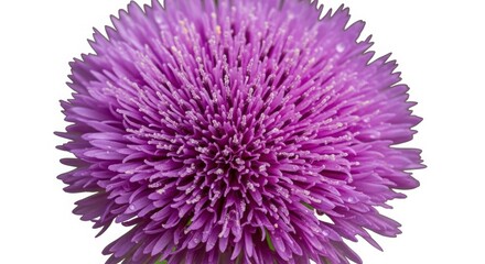 Obraz premium Vibrant Bloom: An up-close view reveals a single, striking purple flower, a testament to the intricate beauty found in nature.