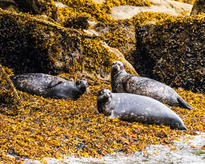 seal on the rocks