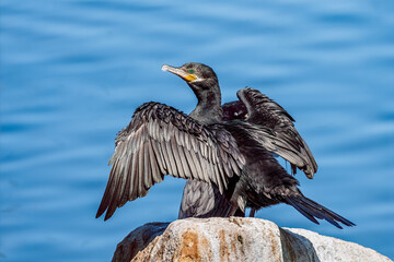 Cormorant roosting