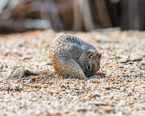 squirrel on the ground