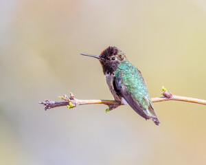 hummingbird on a branch