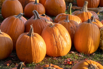 Autumn pumpkins in a Pumpkin patch for Halloween and Thanksgiving 