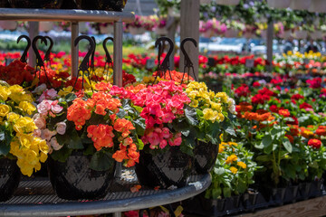 Blooming baskets of begonias stand out in a beautiful nursery 
