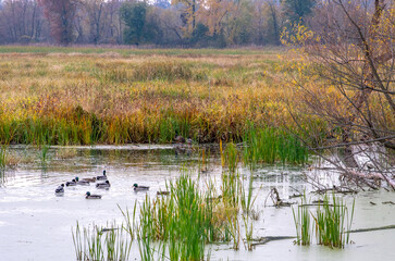 ducks enjoy a a  wetlands in the Jasper Pulaski fish and wildlife area in Indiana USA 