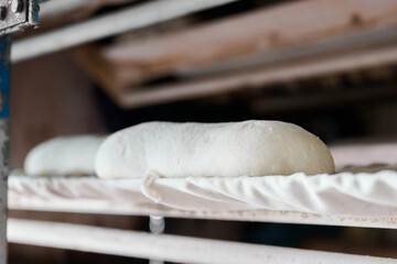 Dough resting on conveyor belt in bakery before shaping and baking process begins