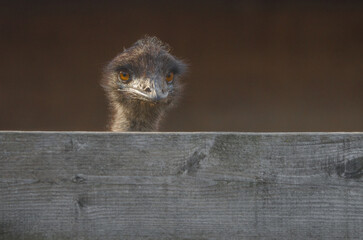 The Emu on the Farm