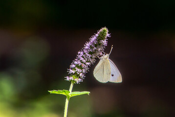 Cabbage white butterfly on a purple flower from a catmint plant
