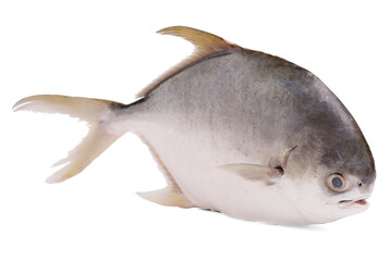 Fresh raw fish pompano on background