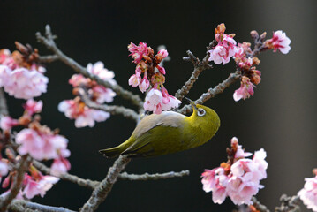 鎮國寺の熱海桜とメジロ