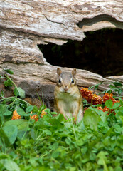 Sweet chipmunk portrait in a fall garden with mims