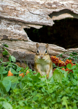 Sweet chipmunk portrait in a fall garden with mims