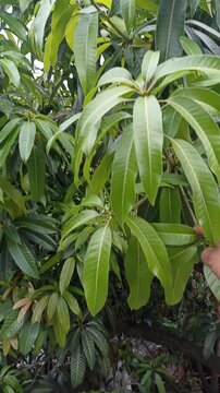 Latino Man Harvesting Tropical Fruit Leaves and Pods in Southern Mexico