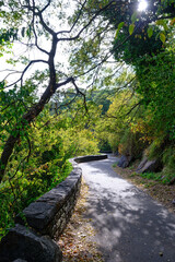 Fototapeta premium Curved path gently descending through a wooded park, bordered by stone walls and trees