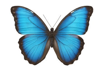 Blue morpho butterfly with vibrant iridescent wings, isolated insect, summer nature species, transparent background