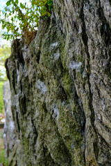 Rugged stone wall with deep crevices and wild shrubs growing above it