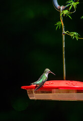 Hummingbird in the back yard on a saucer feeder 
