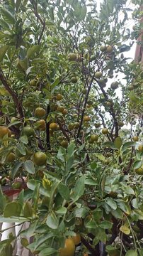 Latino Man Harvesting Tropical Fruit Leaves and Pods in Southern Mexico