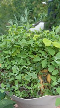Latino Man Harvesting Tropical Fruit Leaves and Pods in Southern Mexico