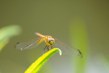 Dragonfly is resting on the leaf
