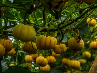 Lush field of mini yellow pumpkins grown on a trellis system in Brazil, showcasing efficient space optimization and agricultural innovation. Restricted focus