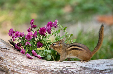 Purple mums and a chipmunk on a rustic log in the garden
