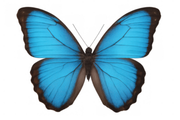 Iridescent blue morpho butterfly with open wings showing vibrant colors, isolated on a transparent background