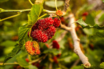Close-up of ripe and unripe mulberries on the branch. The detailed texture of the fruit cluster is surrounded by vibrant green leaves, showcasing the natural growth of this sweet, edible berry.