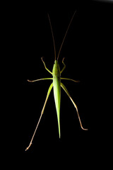 A vibrant green Katydid insect isolated on a black background. Detailed macro shot in profile, showcasing its leaf-like camouflage wings, long antennae, and powerful jumping legs.