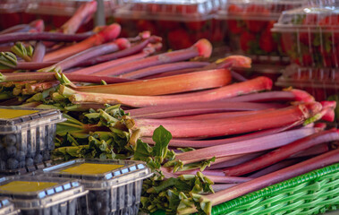 large stalks of rhubarb with strawberries and blueberries, for sale at a farm market 