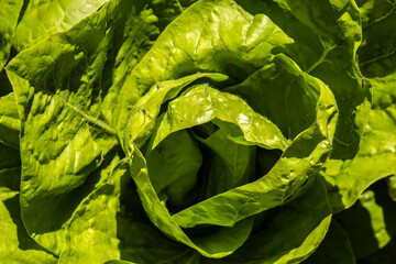 Close-up of a fresh, vibrant green romaine lettuce head. The detailed shot highlights the crisp texture of the leaves under bright sun, perfect for agricultural and food-related content, in Brazil © AlfRibeiro