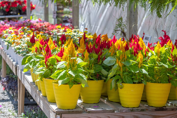 summer celosia plants in pots are on display at a nursery green house 