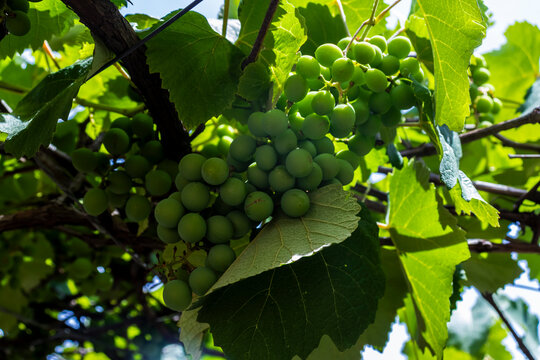Bunches of young, unripe green grapes hang from a vine surrounded by lush leaves. This image captures a crucial early stage in viticulture, showing the fruit's development before ripening and harvest. - Powered by Adobe