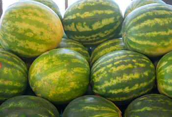 Large watermelons in a pile at a farm stand 