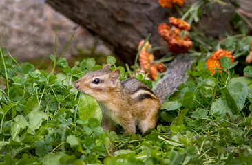 Tiny wild chipmunk looming for food under the garden bird feeder 