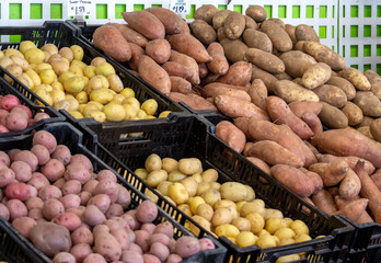 large variety of potato in a market, from tiny fingerling potatoes to large baking potatoes