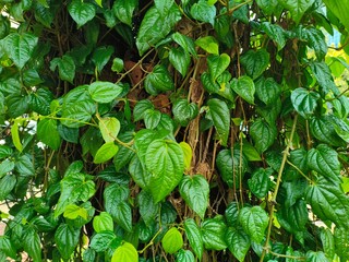 Lush Green Betel Leaves on a Vine. heart shape leaves with thousand