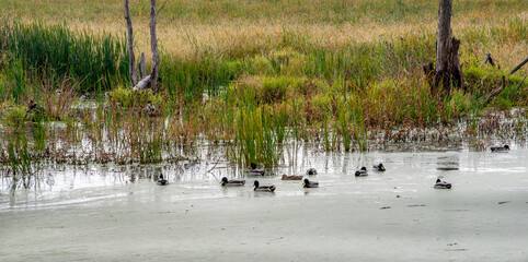 Wild ducks swim in a  wetlands in the Jasper Pulaski fish and wildlife area in Indiana USA 