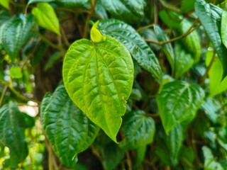 Vibrant Green Betel Leaf in Natural Light